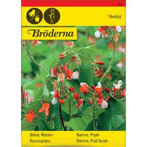 Prydbønne Hestia med røde og hvite blomster i potte