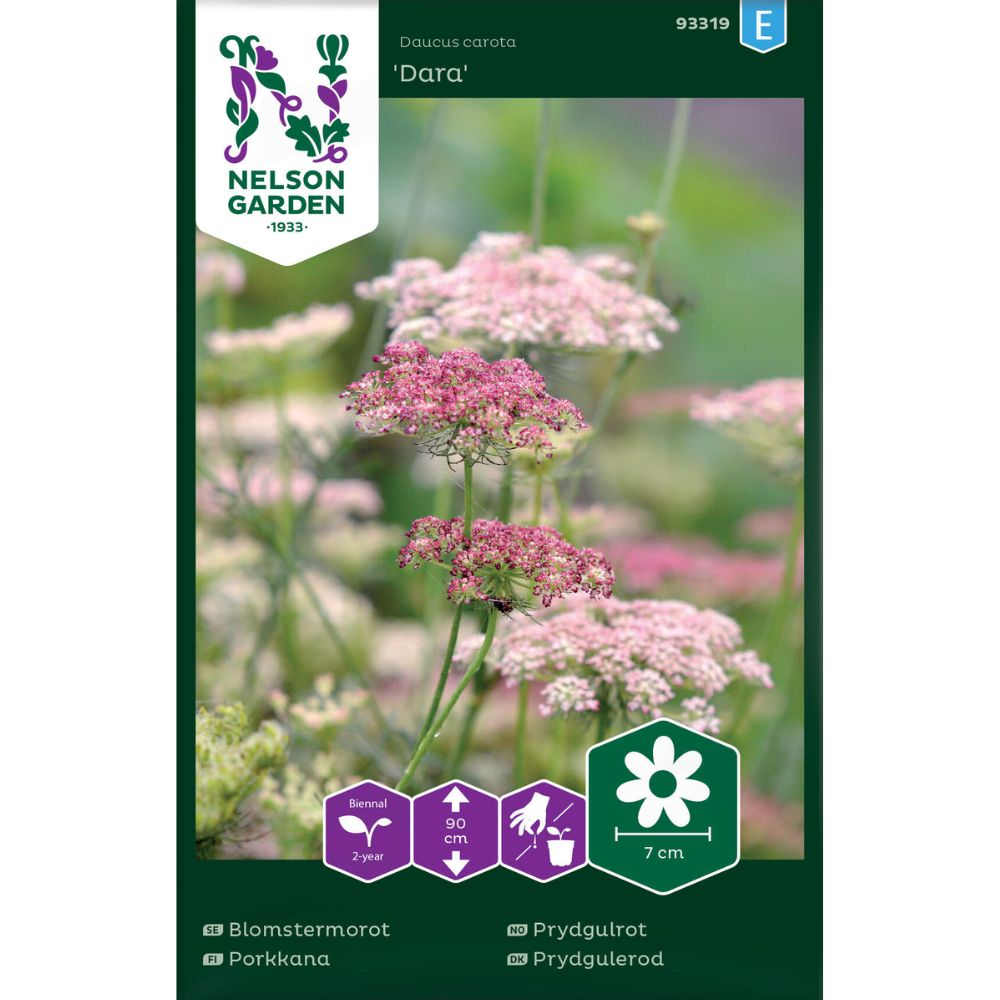 Prydgulrot Dara med blomster i rosa og purpur i blomsterbed