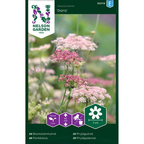 Prydgulrot Dara med blomster i rosa og purpur i blomsterbed