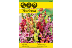 Prydløvemunn med fargerike blomsterspir i oppreist vekst