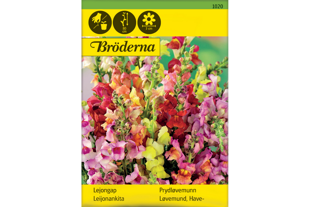 Prydløvemunn Antirrhinum Majus