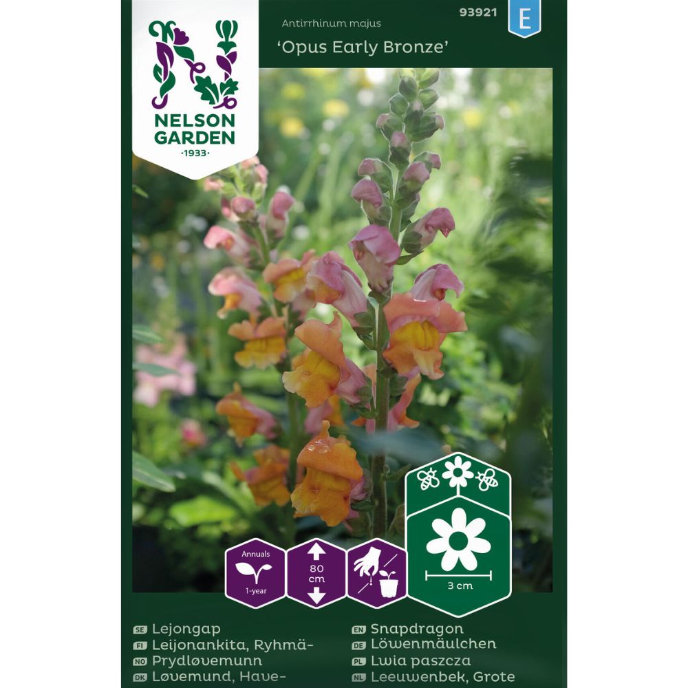 Prydløvemunn Opus Early Bronze med oransje blomster i blomsterbed