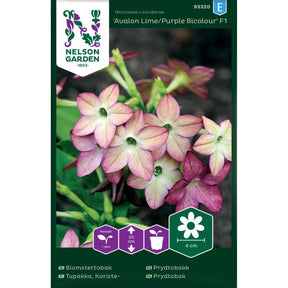 Prydtobakk Avalon med lime og rosa blomster i ulike stadier