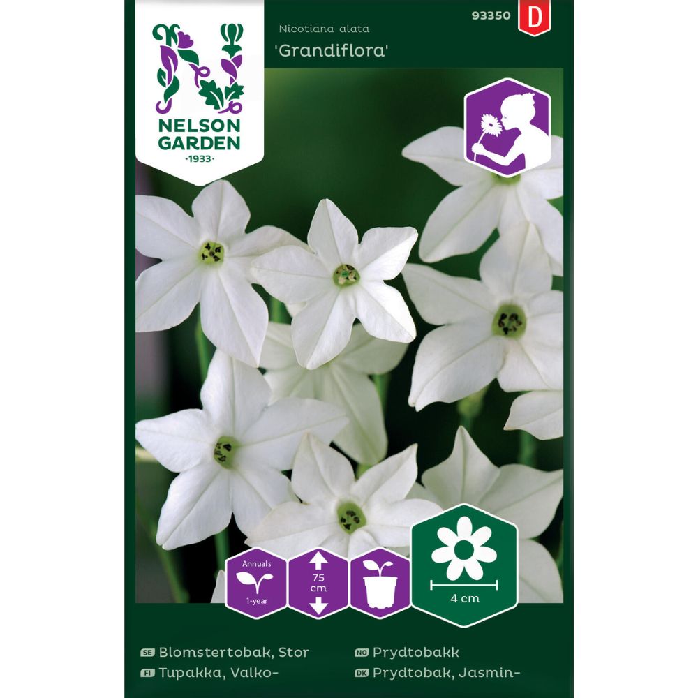 Prydtobakk Grandiflora med hvite duftende blomster i blomsterbed
