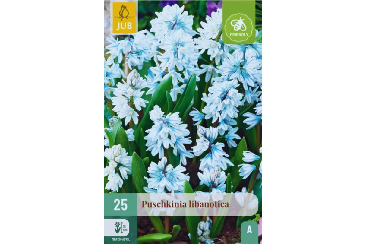 Puschkinia libanotica – Vårpryd med hvite blomster og blå striper (25 blomsterløk)