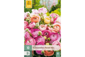 Pastellfargede ranunkler i blomst med myke nyanser
