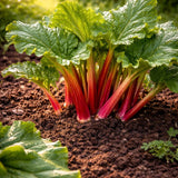 Rabarbra ‘Glaskin’ med store, saftige stilker som vokser i solrik kjøkkenhage.