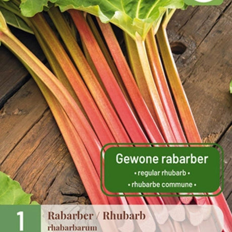 Barrotsplante av rabarbra (Rheum rhabarbarum) klar til planting i hagen.