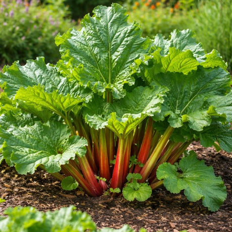 Rabarbra (Rheum rhabarbarum) med kraftige grønne blader og tykke stilker i kjøkkenhage.