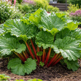 Rabarbra ‘Victoria’ med kraftige stilker og store grønne blader i kjøkkenhage.