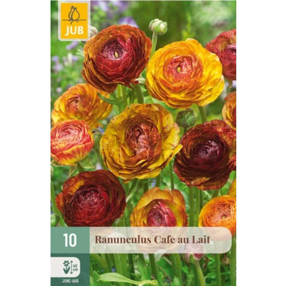 Ranunkel ‘Cafe au Lait’ med tett fylte blomster i bronse-, kobber- og kaffetoner