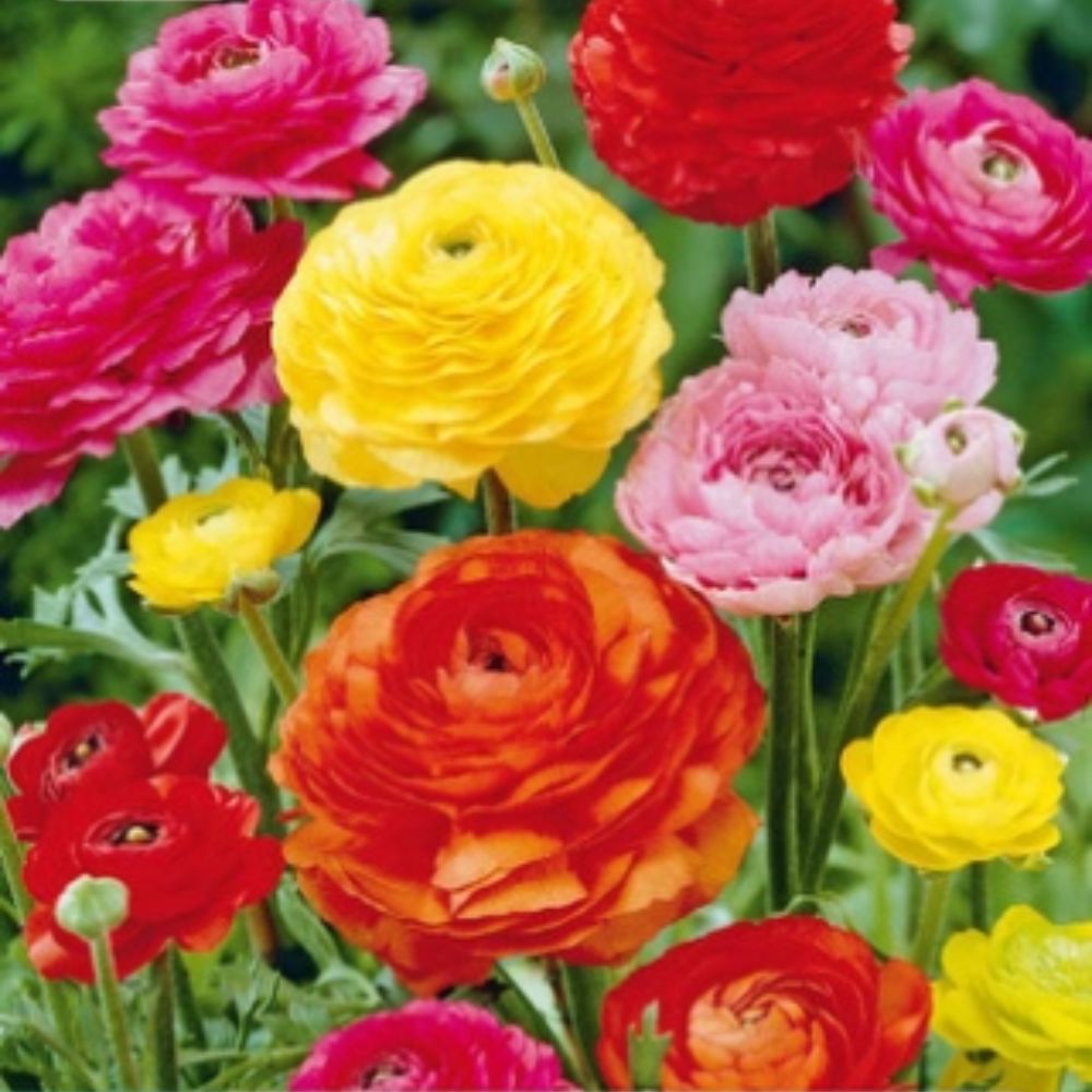 Ranunkler i fargemiks med fyldige blomster i sterke sommerfarger.