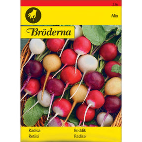 Fargerike reddiker Purp Pink Albena Zlata i lilla rosa hvit og gul