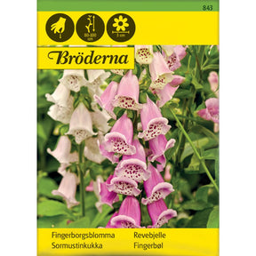 Revebjelle i blandede farger med høye blomsterspir i hage