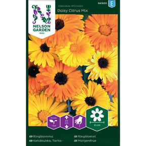 Ringblomst Daisy Citrus Mix i aprikos, gul og oransje farger