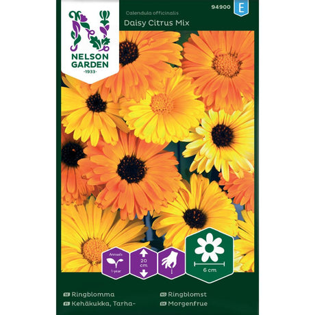 Ringblomst Daisy Citrus Mix i aprikos, gul og oransje farger