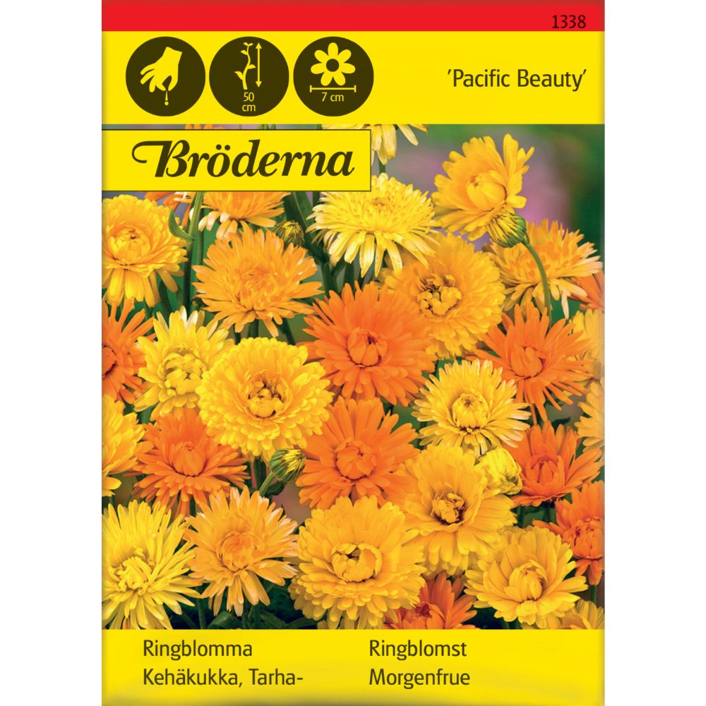 Ringblomst Pacific Beauty med store blomster i flere farger