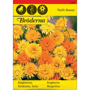 Ringblomst Pacific Beauty med store blomster i flere farger