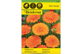Kraftig ringblomst med fylte, oransje blomster i klassisk hagebed