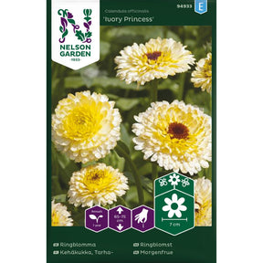 Ringblomst Ivory Princess med lysegule og kremhvite doble blomster i hage