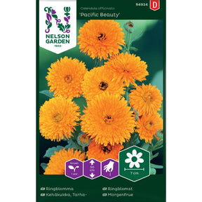 Ringblomst Pacific Beauty med fylte blomster i gule og oransje toner