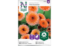 Ringblomster i myke rosatoner med tettfylte, dekorative blomster