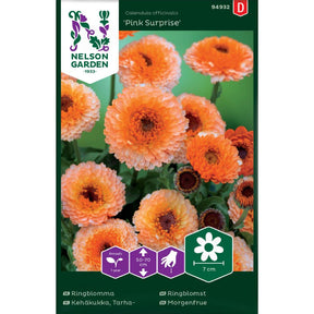 Ringblomst Pink Surprise med aprikos og oransje blomster i hagebed