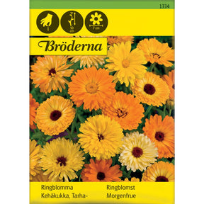 Ringblomster i blandede farger i blomsterbed