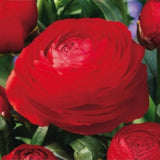 Røde ranunkler med fyldige, tettpakkede blomster i blomsterbed.
