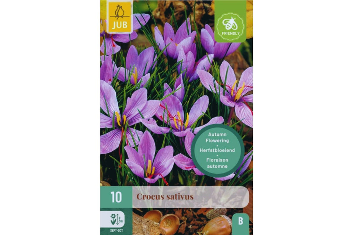 Safrankrokus (Crocus sativus) – Høstblomstrende lilla krokus (10 blomsterløk)
