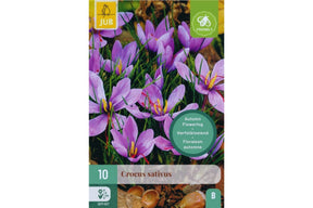 Lilla safrankrokus som blomstrer om høsten med slanke fiolette blomster
