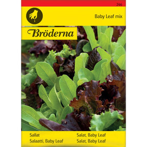 Baby leaf salatblanding med små grønne og rødlige blader
