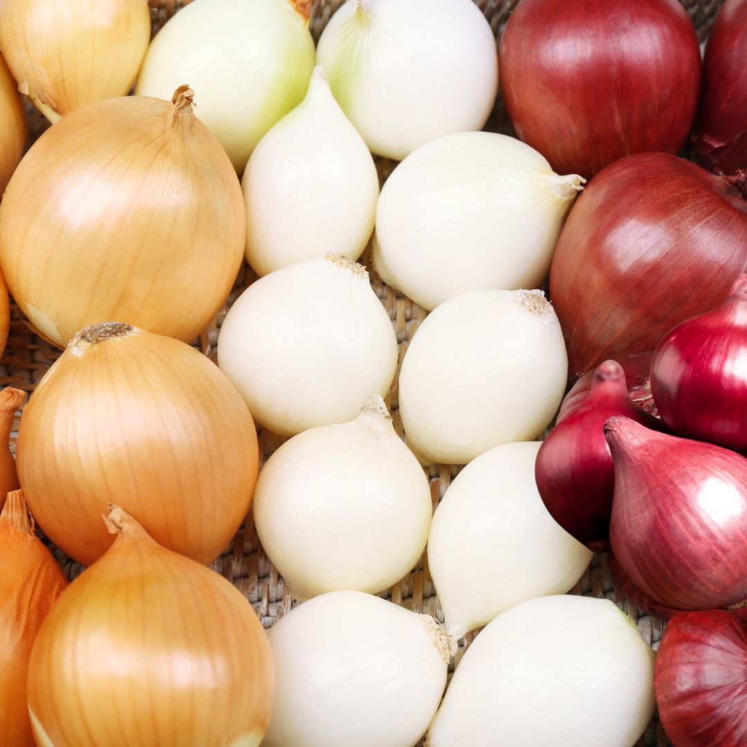 Setteløk Mix – Gul, Rød og Sølv (1 kg) | Variasjon og Farge til Kjøkkenhagen