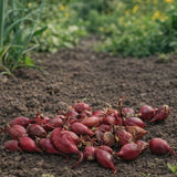 Varmebehandlet rødløk Red Comred klar for trygg dyrking