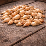 Setteløk – Avlang gul løk, varmebehandlet (250 g) | Lettdyrket og smakfull