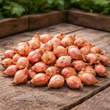 Setteløk ‘Rosanna’ 250 g – Varmebehandlet rosa løk med mild smak og høy avling