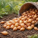 Setteløk ‘Sturon’ – Robust og Lagringsdyktig Kepaløk