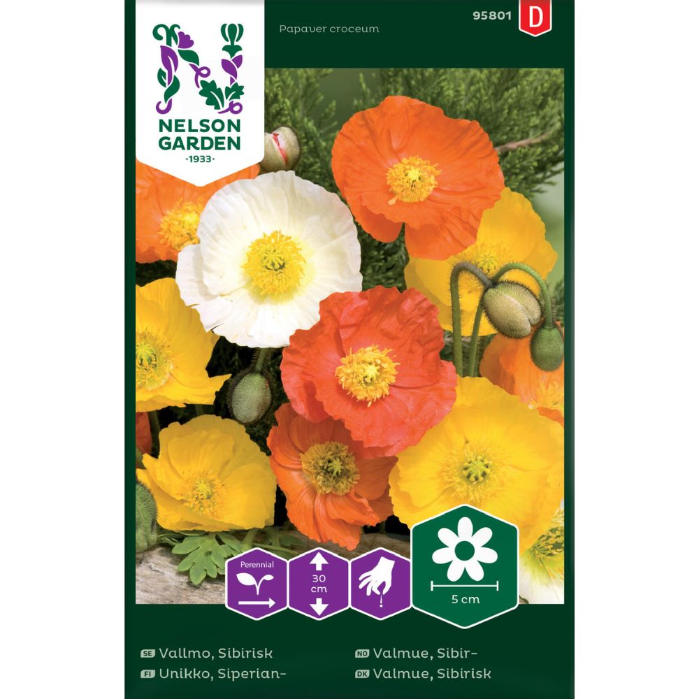 Sibirvalmue frø – fargerik valmue i gult, oransje og rødt