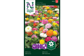 Fargerike zinniablomster av Takii’s Choice i full blomstring