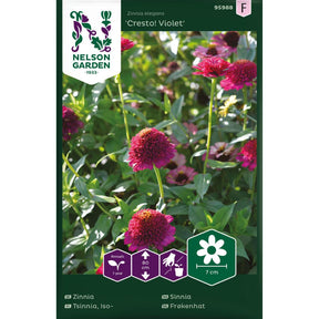 Sinnia Cresto Violet med mørkelilla fylte blomster i blomsterbed