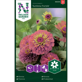 Sinnia Sunbow Purple med fiolette blomster i krukke og blomsterbed
