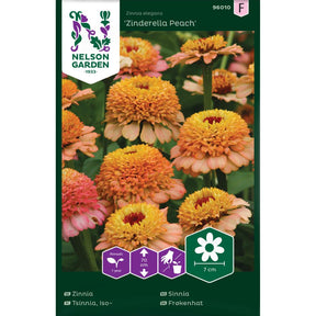 Sinnia Zinderella Peach med fylte blomster i rosa og ferskentoner i blomsterbed