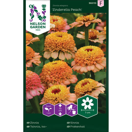Sinnia Zinderella Peach med fylte blomster i rosa og ferskentoner i blomsterbed