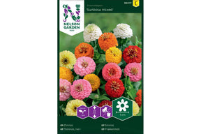Zinniablomster i Sunbow-miks med sterke farger i bedet
