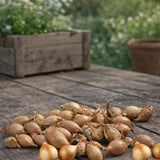 Sjalottløk ‘Biztro’ – Fransk sort med mild smak og lilla farge (1 kg setteløk)