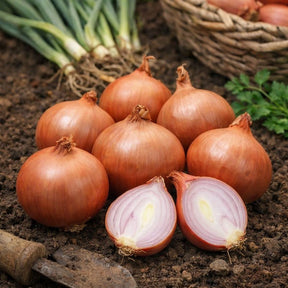 Sjalottløk med rødlig skall og mild smak klar for planting
