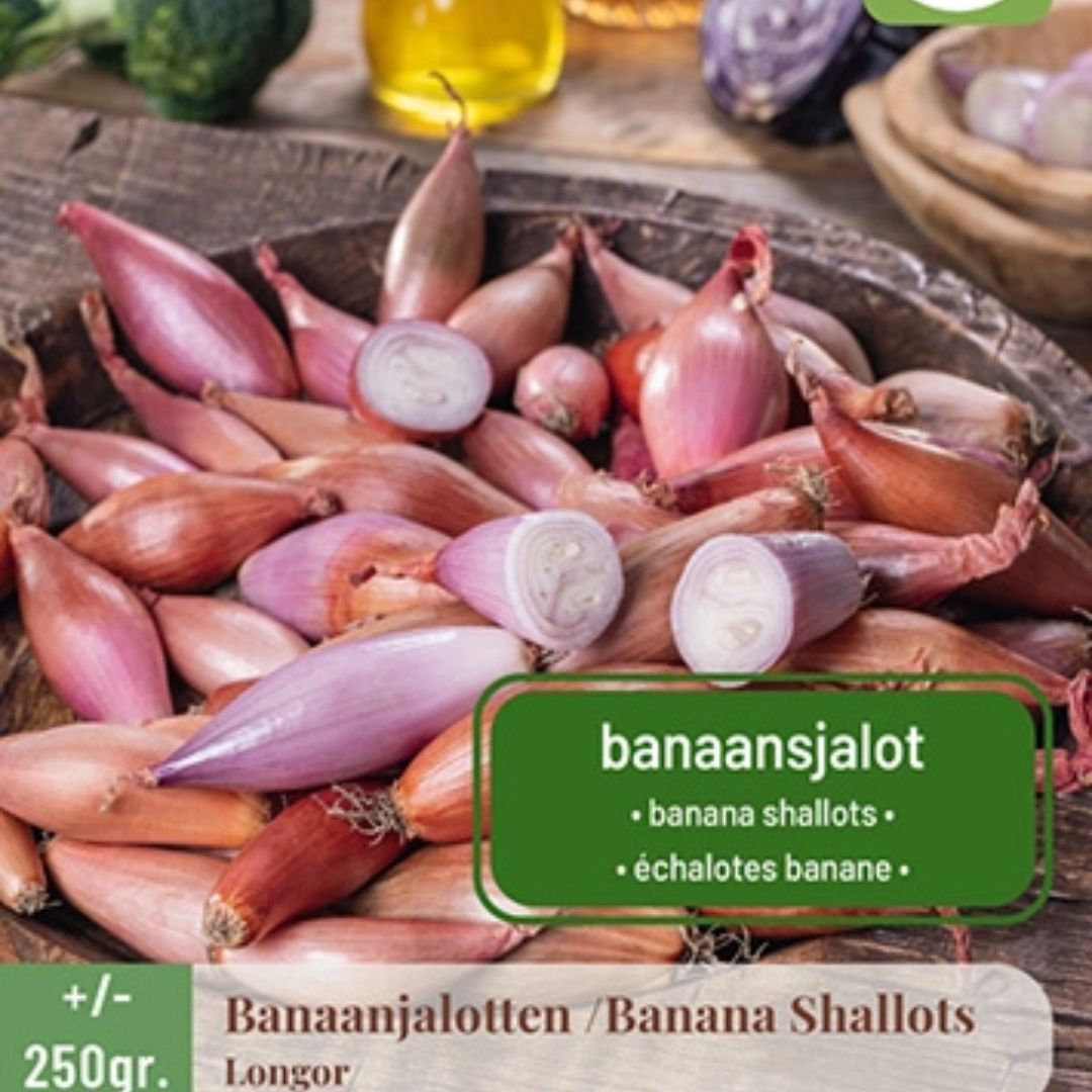 Sjalottløk ‘Longor’ – Avlang fransk sort med mild, søt smak (250 g setteløk)