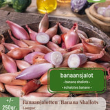 Sjalottløk ‘Longor’ – Avlang fransk sort med mild, søt smak (250 g setteløk)