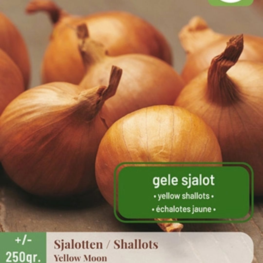 Sjalottløk ‘Yellow Moon’ – Rund gul sort med mild aroma og høy avling