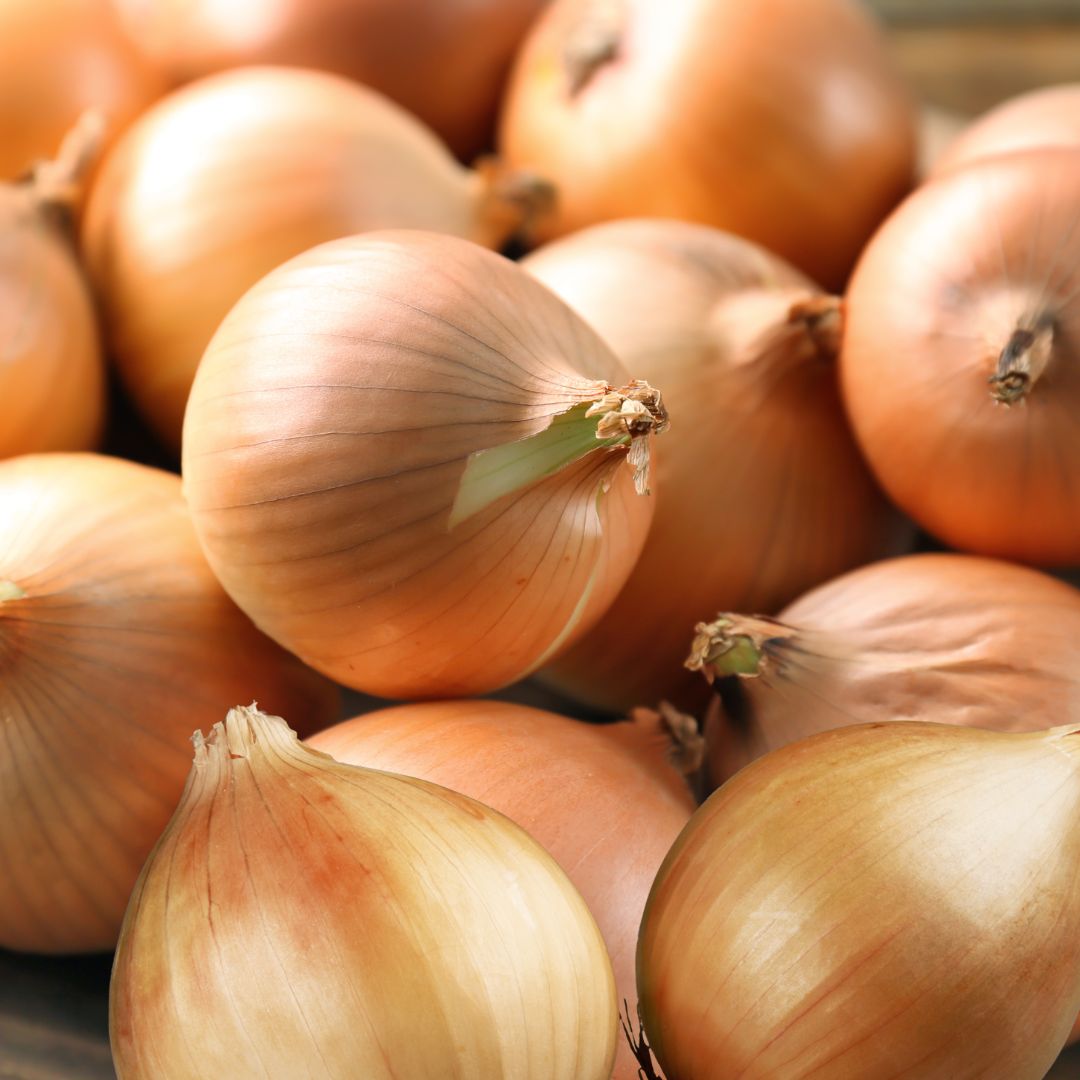 Sjalottløk ‘Yellow Moon’ – Rund gul sort med mild aroma og høy avling